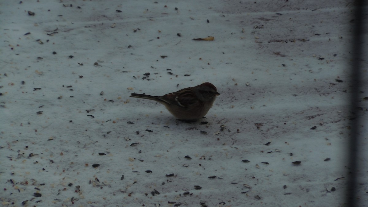 Пасовник північний - ML646846786