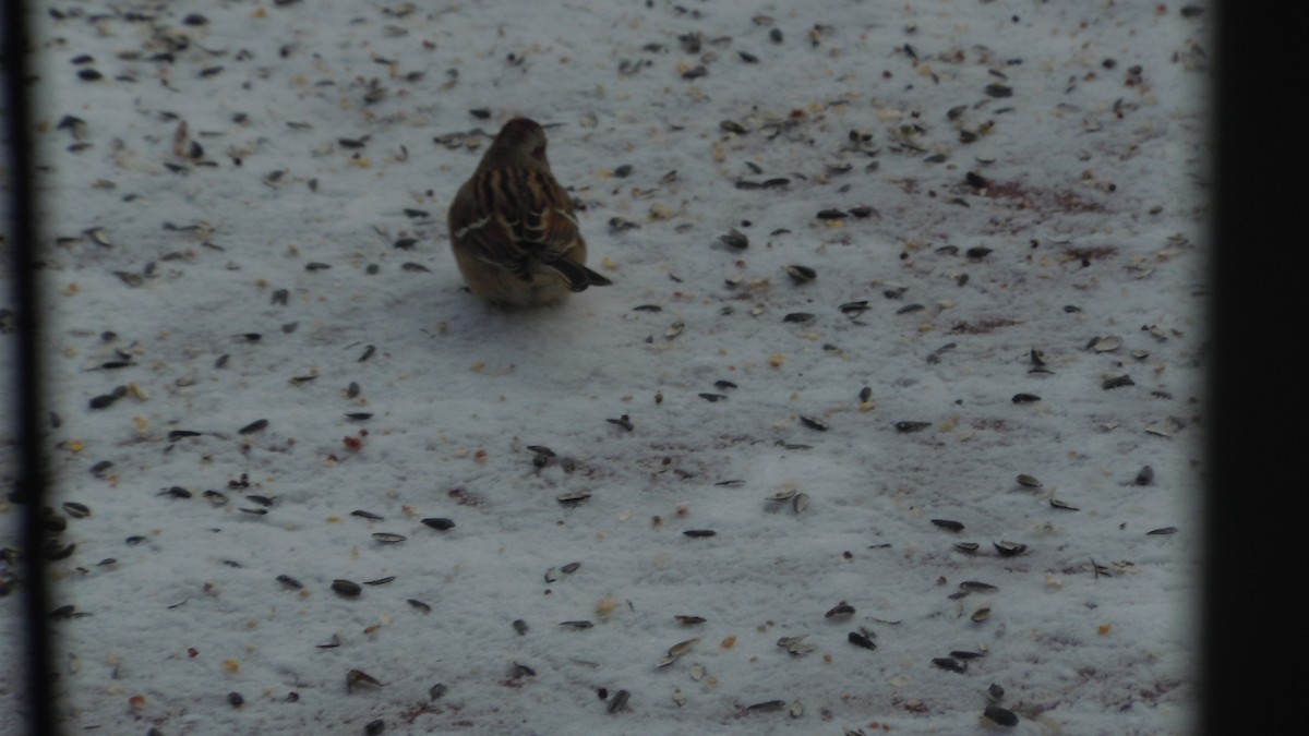 Пасовник північний - ML646846787