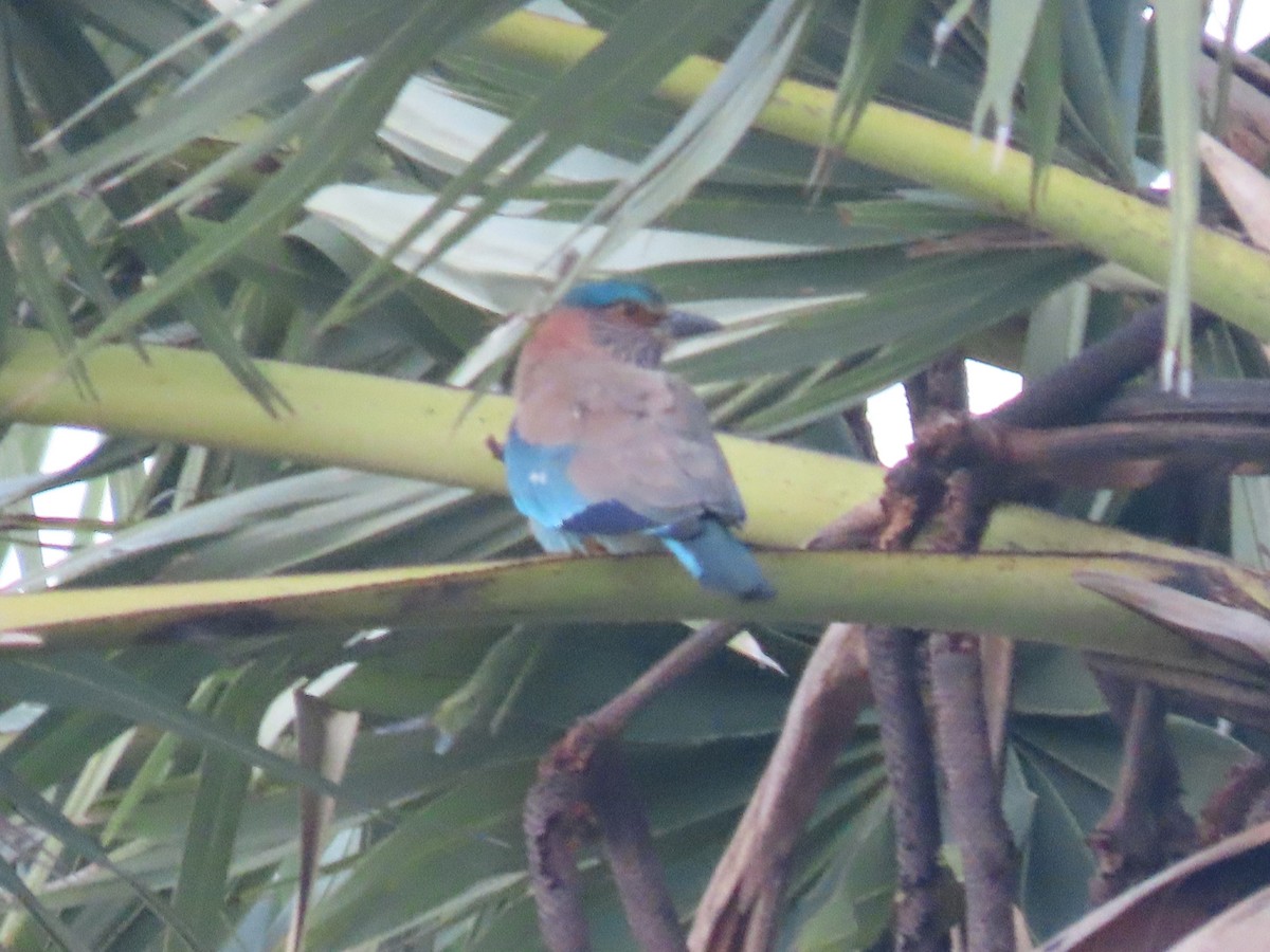 Indian Roller - ML646846789