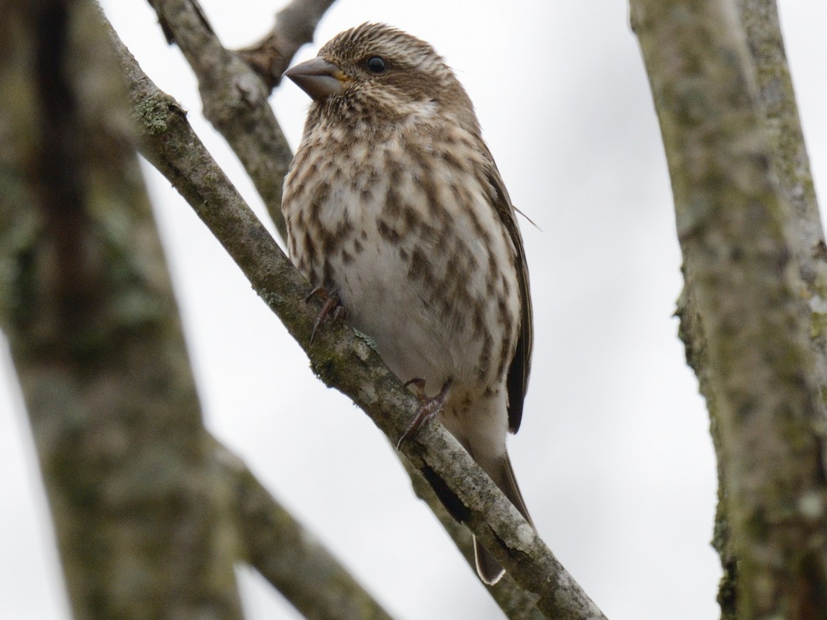 Purple Finch - ML646846791