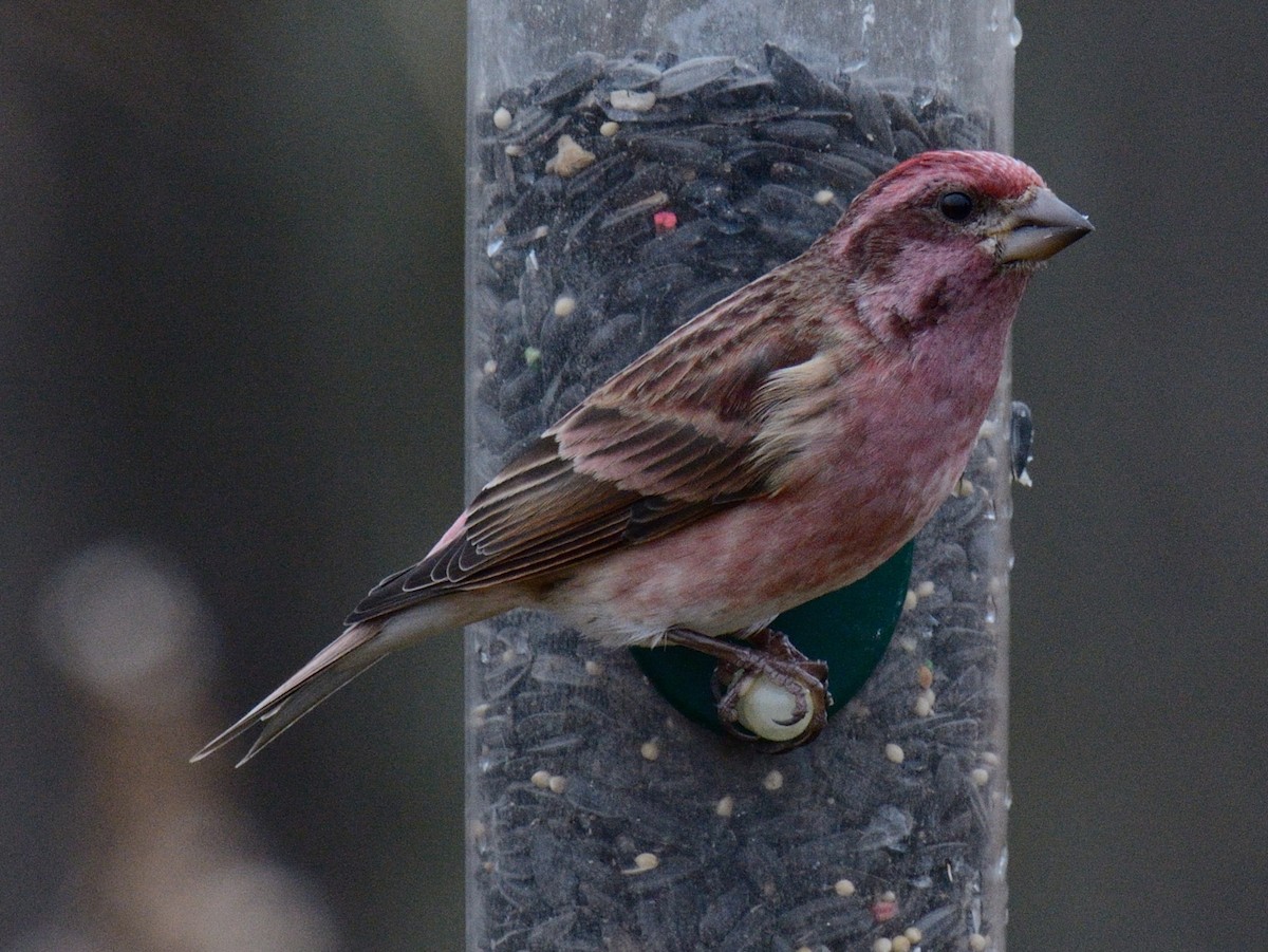 Purple Finch - ML646846792