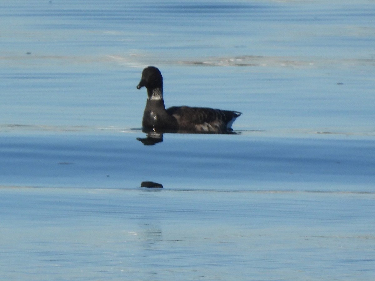 黑雁 - ML646846793