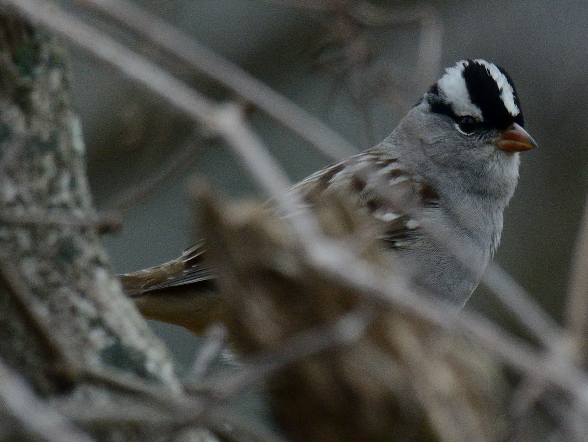 White-crowned Sparrow (leucophrys) - ML646846795