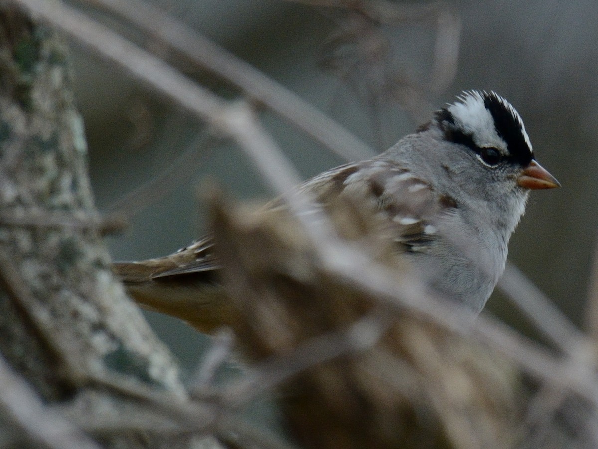 White-crowned Sparrow (leucophrys) - ML646846796