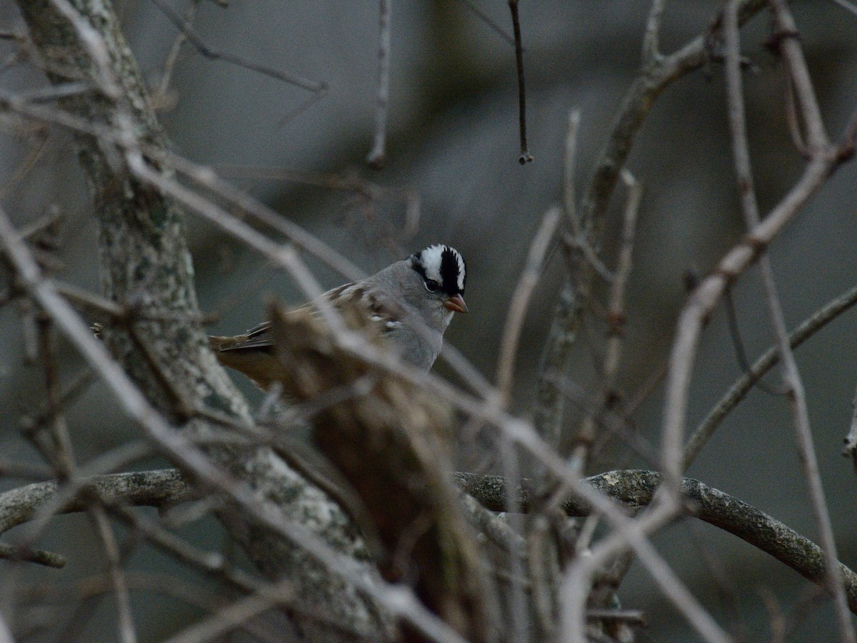 White-crowned Sparrow (leucophrys) - ML646846797