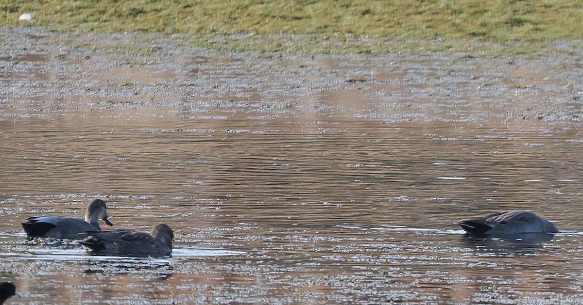 赤膀鴨 - ML646846800