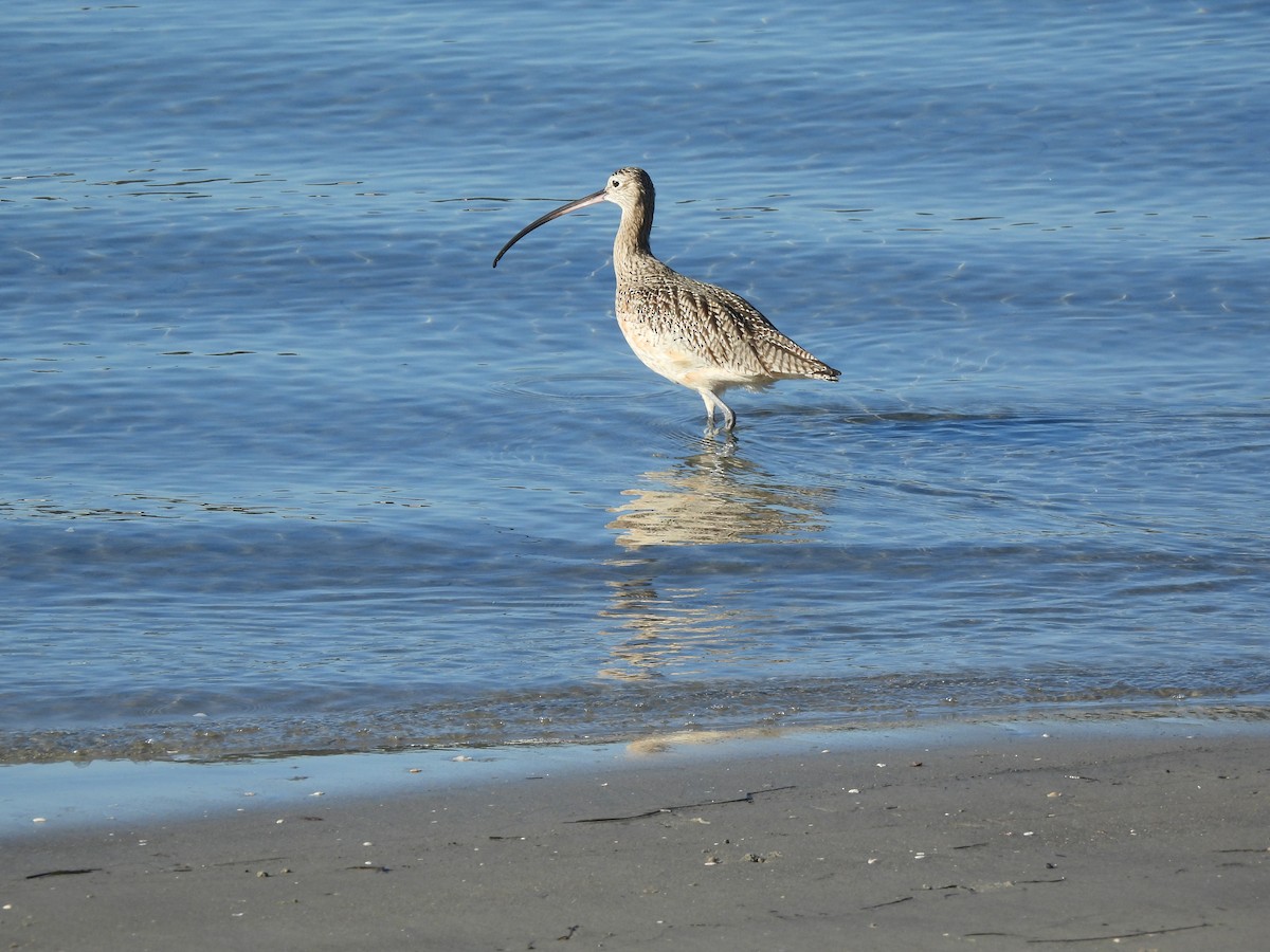 Long-billed Curlew - ML646846801