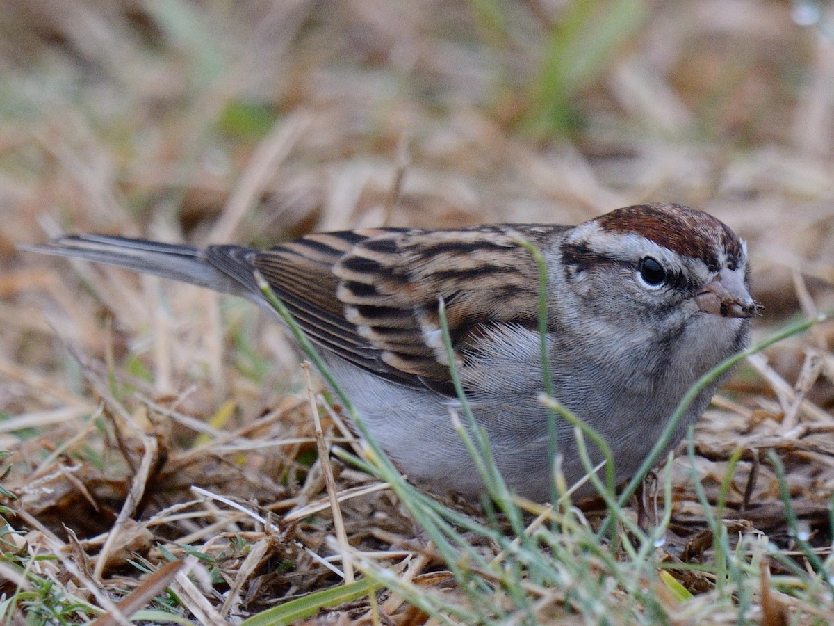 Chipping Sparrow - ML646846802