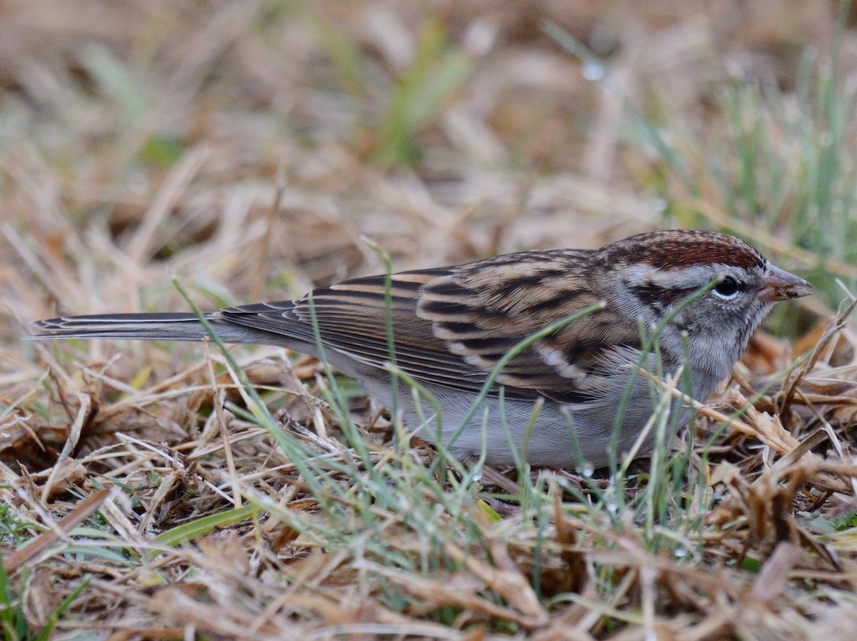Chipping Sparrow - ML646846803