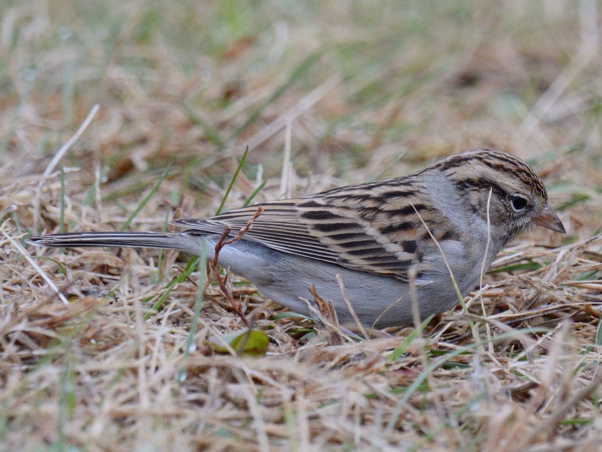 Chipping Sparrow - ML646846804