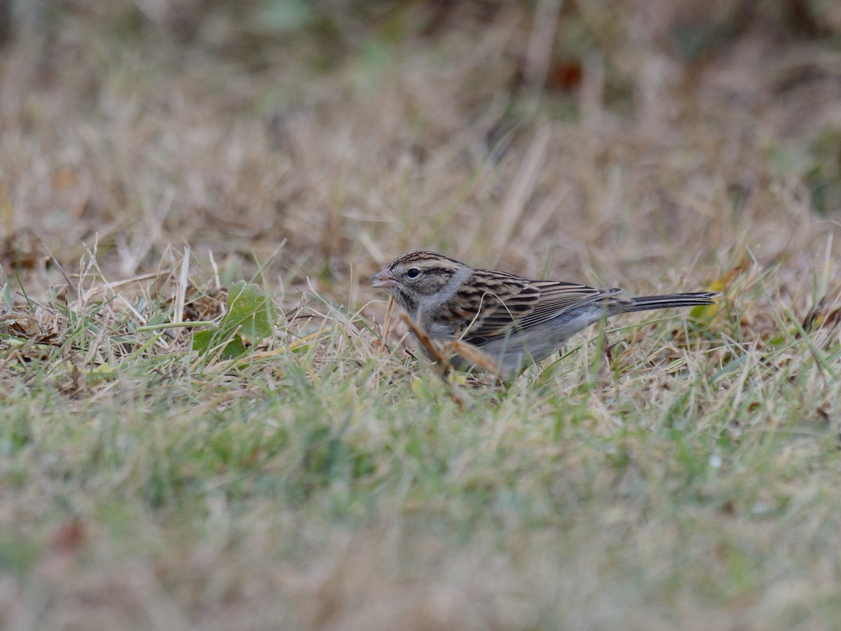 Chipping Sparrow - ML646846805