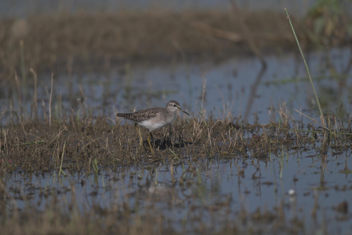 鷹斑鷸 - ML646846806