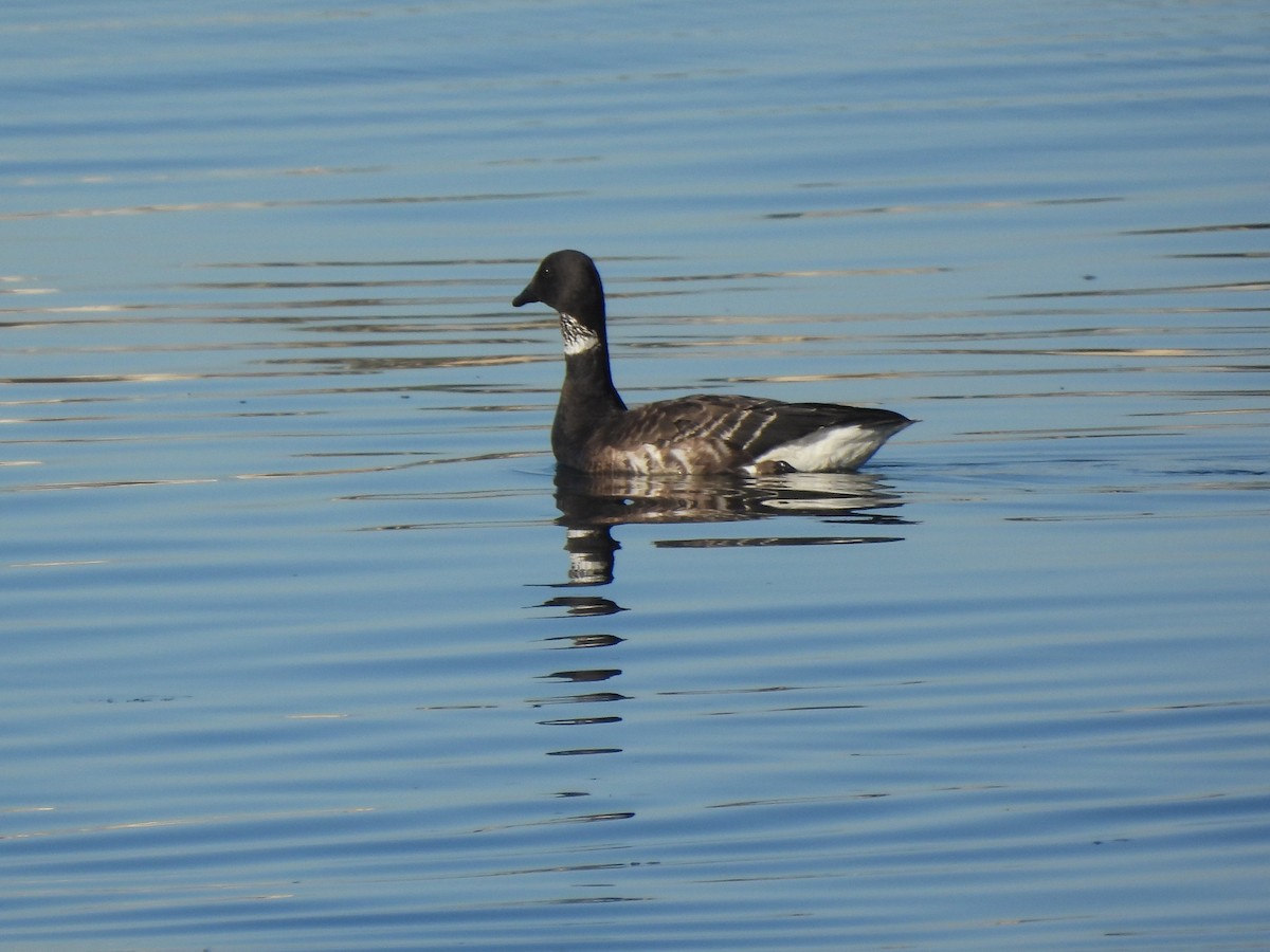 黑雁 - ML646846808