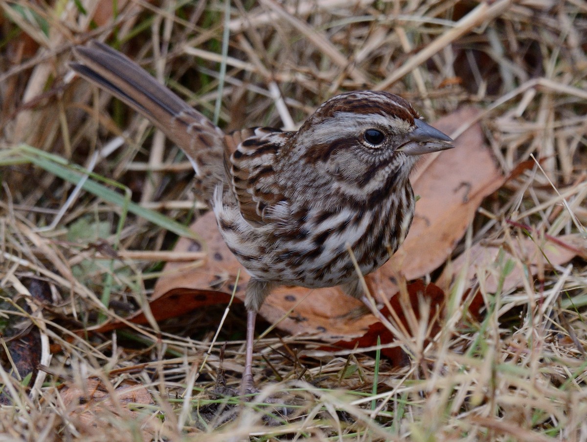 Song Sparrow (melodia/atlantica) - ML646846809