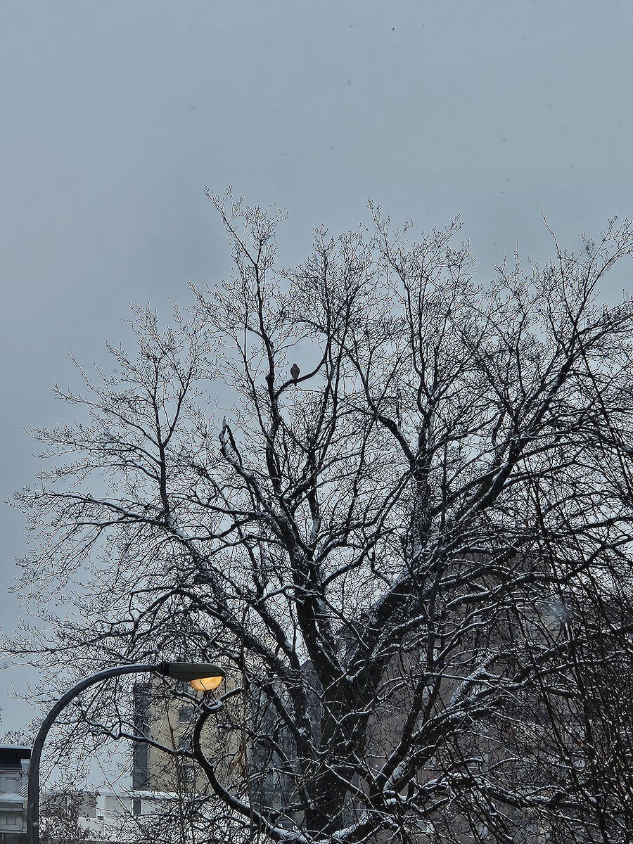 Cooper's Hawk - ML646846810