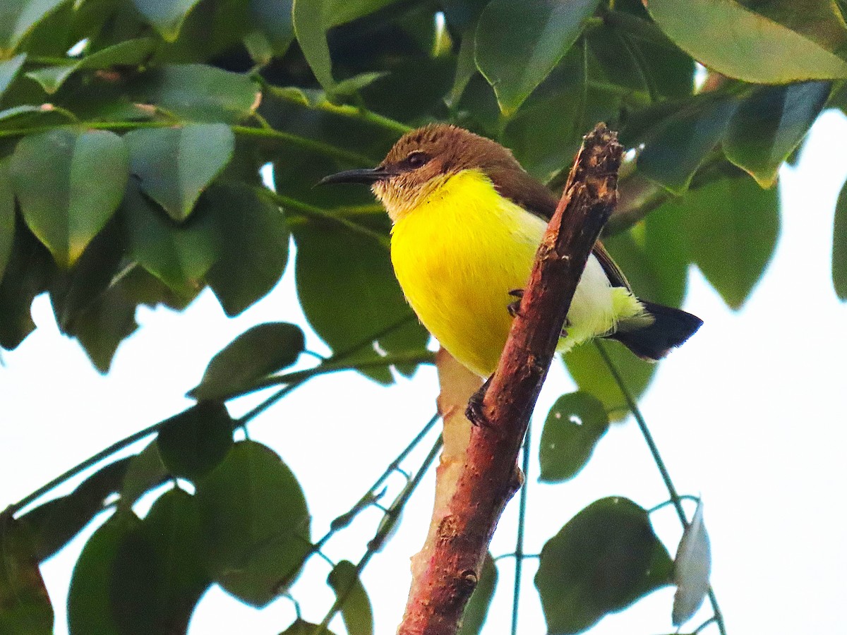 Purple-rumped Sunbird - ML646846811