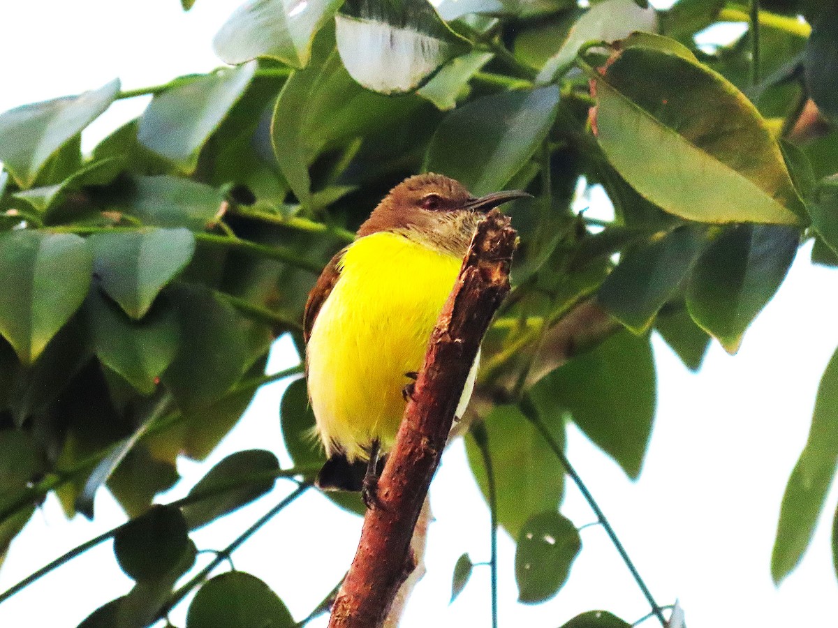 Purple-rumped Sunbird - ML646846814