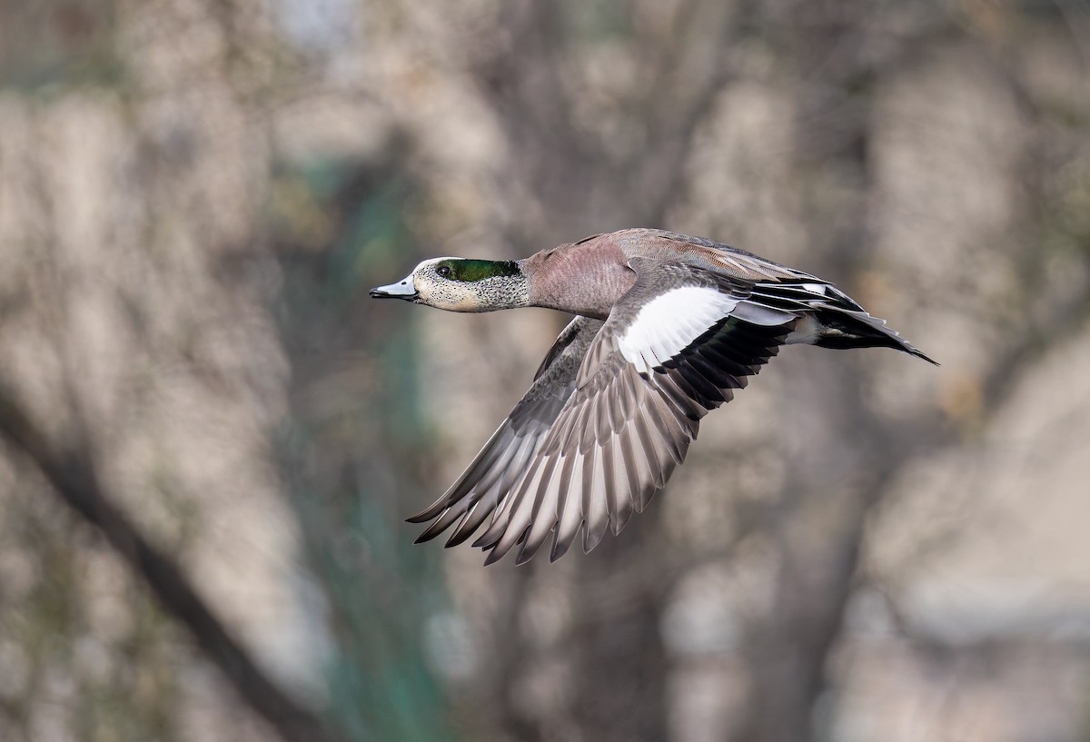 葡萄胸鴨 - ML646846817