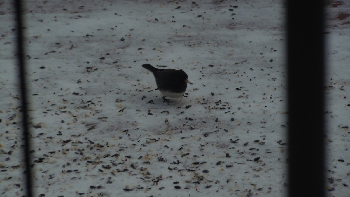 Dark-eyed Junco - ML646846818