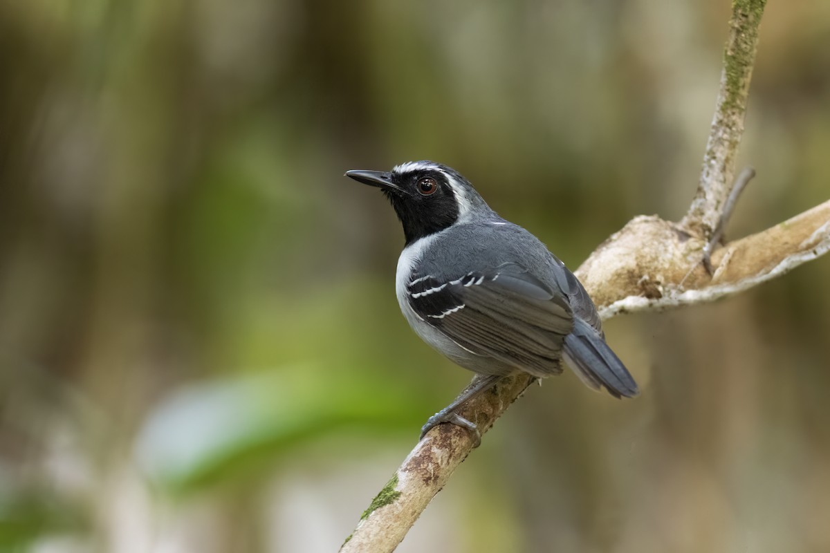 Black-faced Antbird - ML646846820