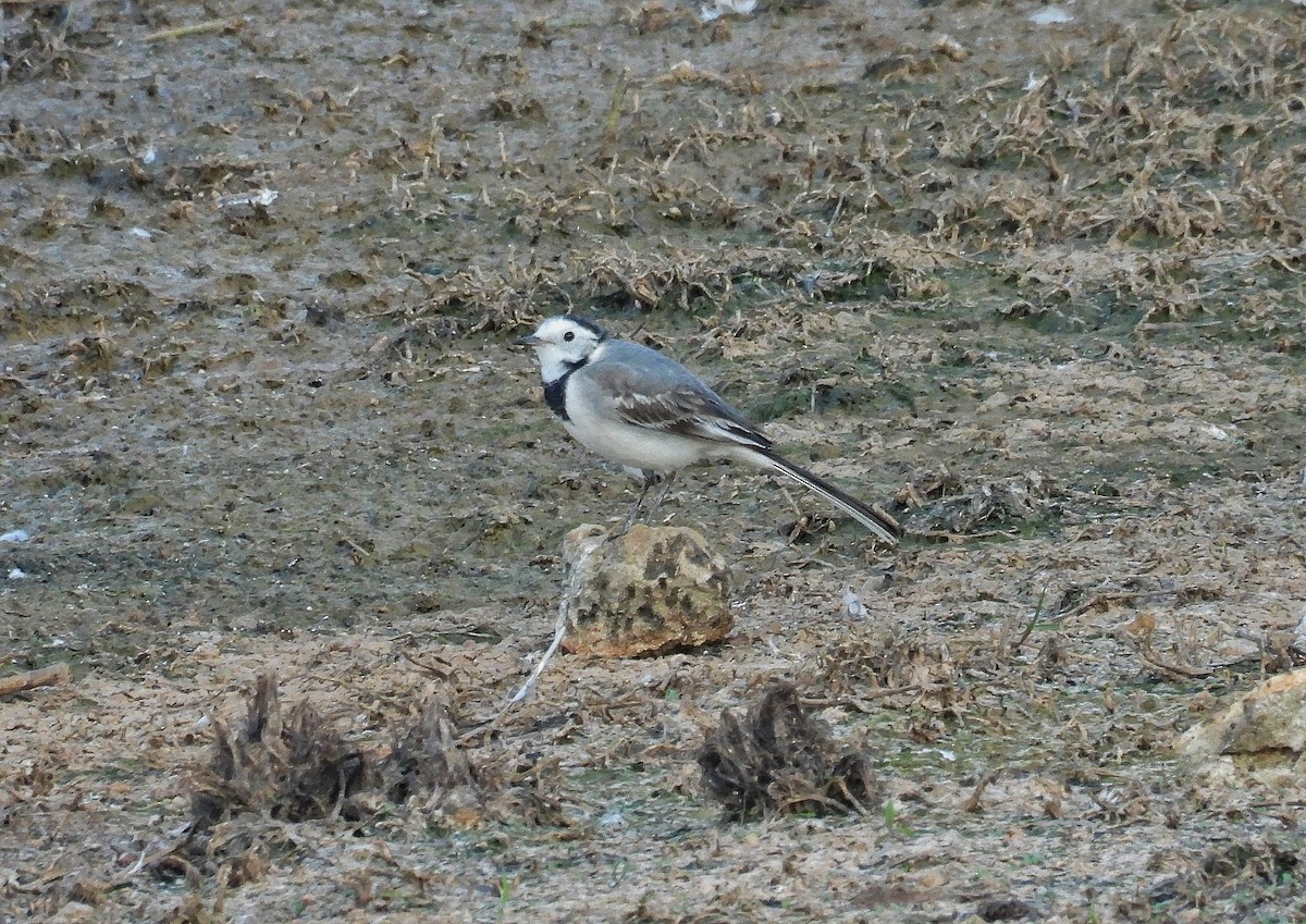 白鶺鴒 - ML646846822