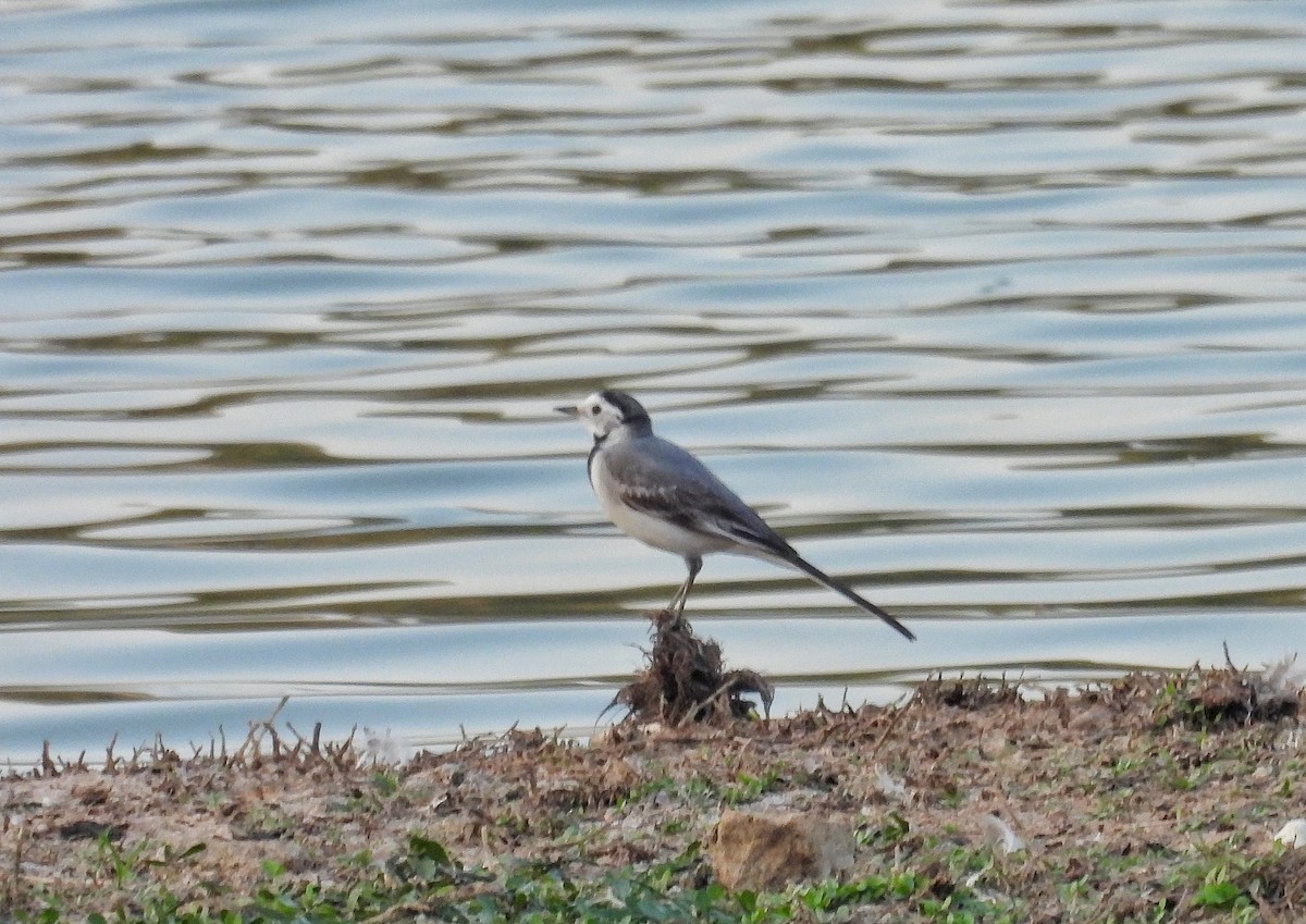 白鶺鴒 - ML646846823