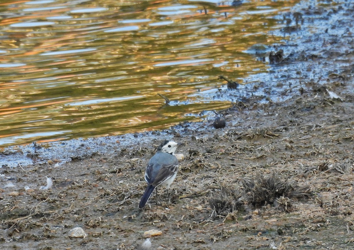 白鶺鴒 - ML646846824