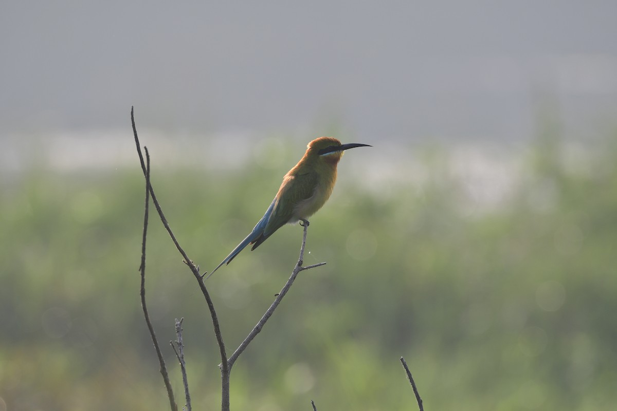 栗喉蜂虎 - ML646846825