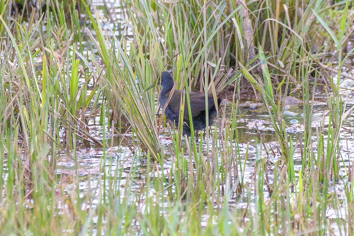 Blackish Rail - ML646846827