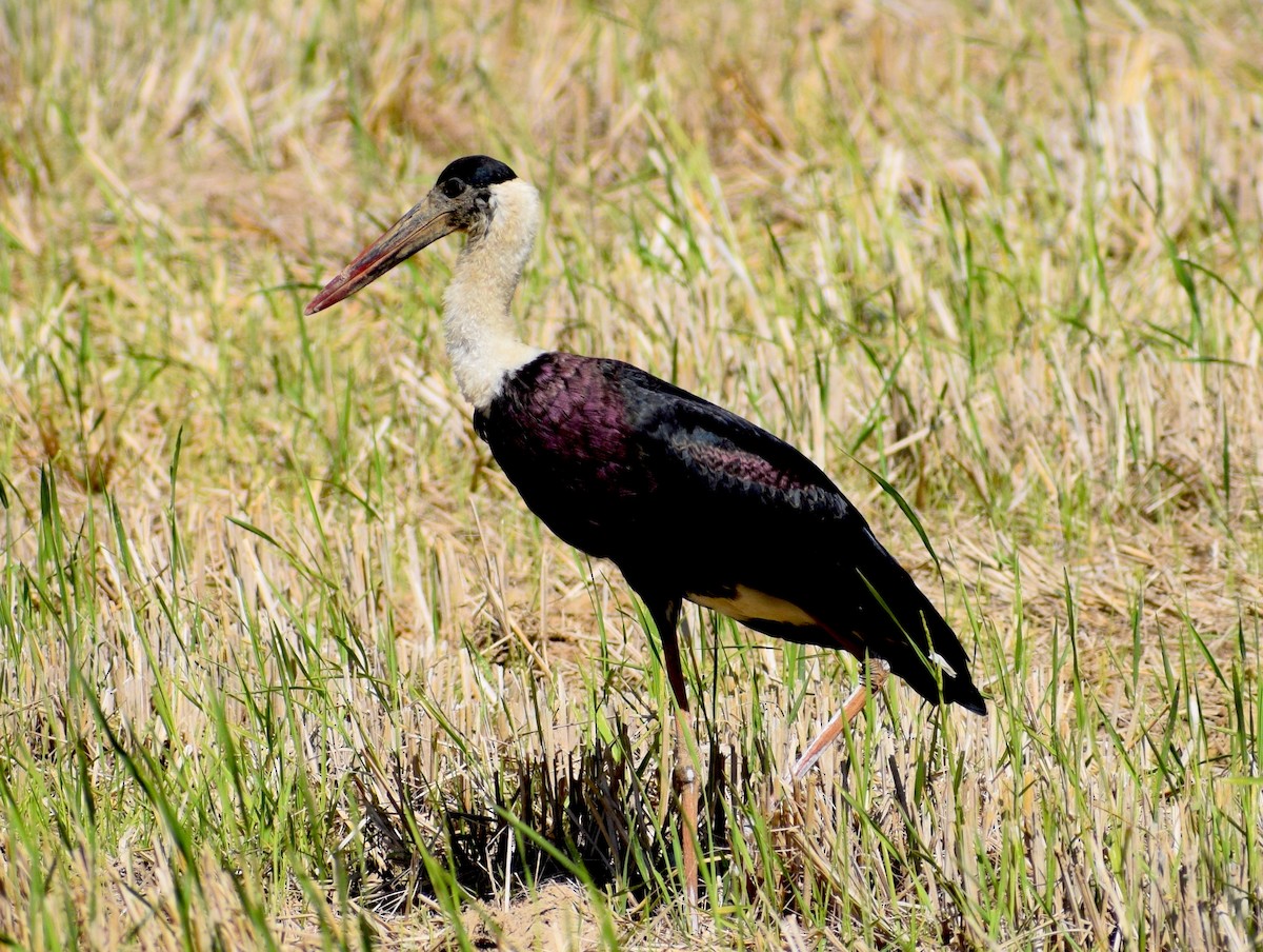 Asian Woolly-necked Stork - ML646846828
