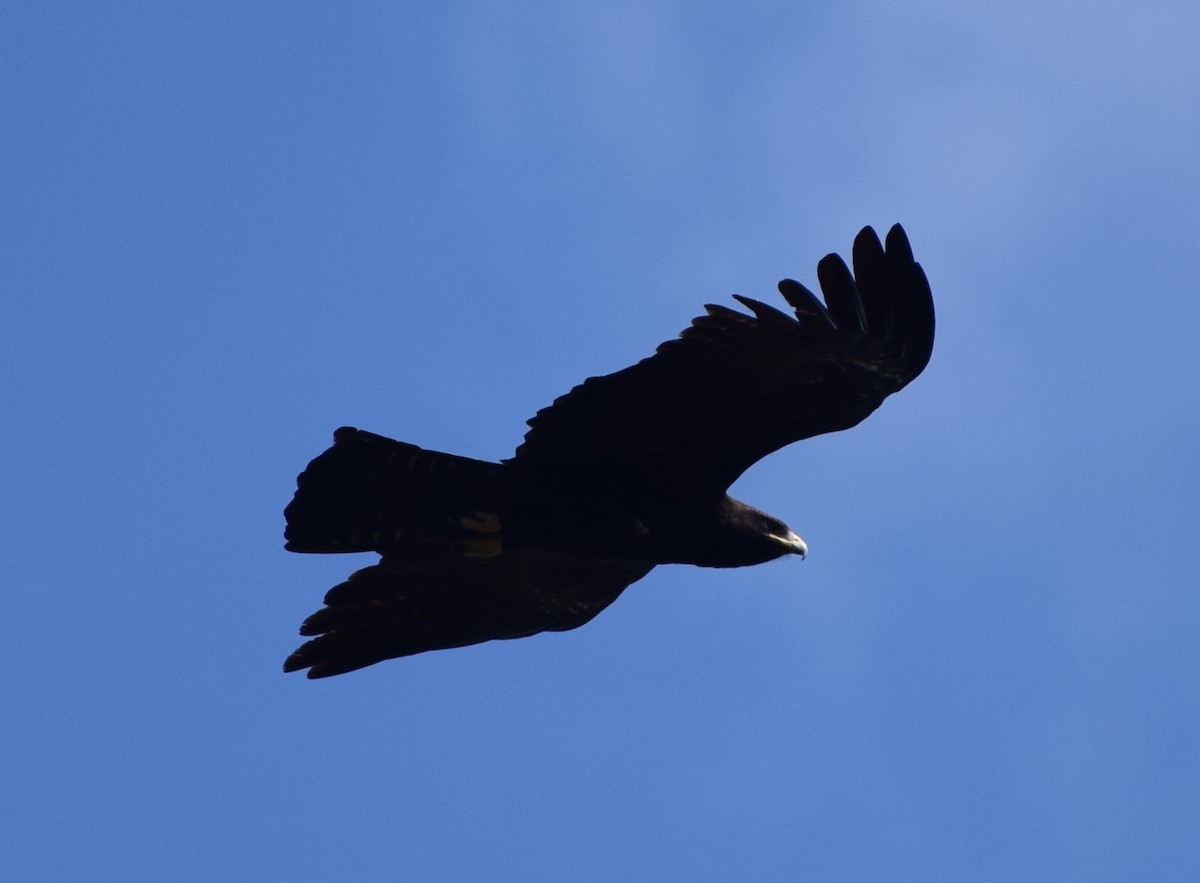 Black Eagle - ML646846832