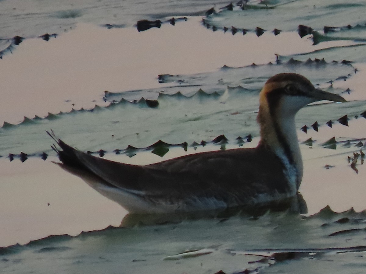 Jacana à longue queue - ML646846833
