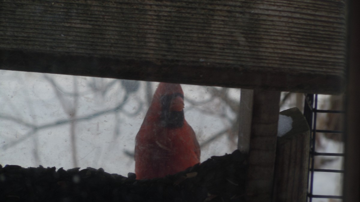 Northern Cardinal - ML646846834