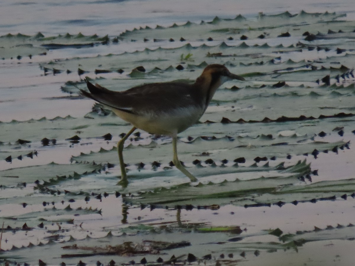 Jacana à longue queue - ML646846835