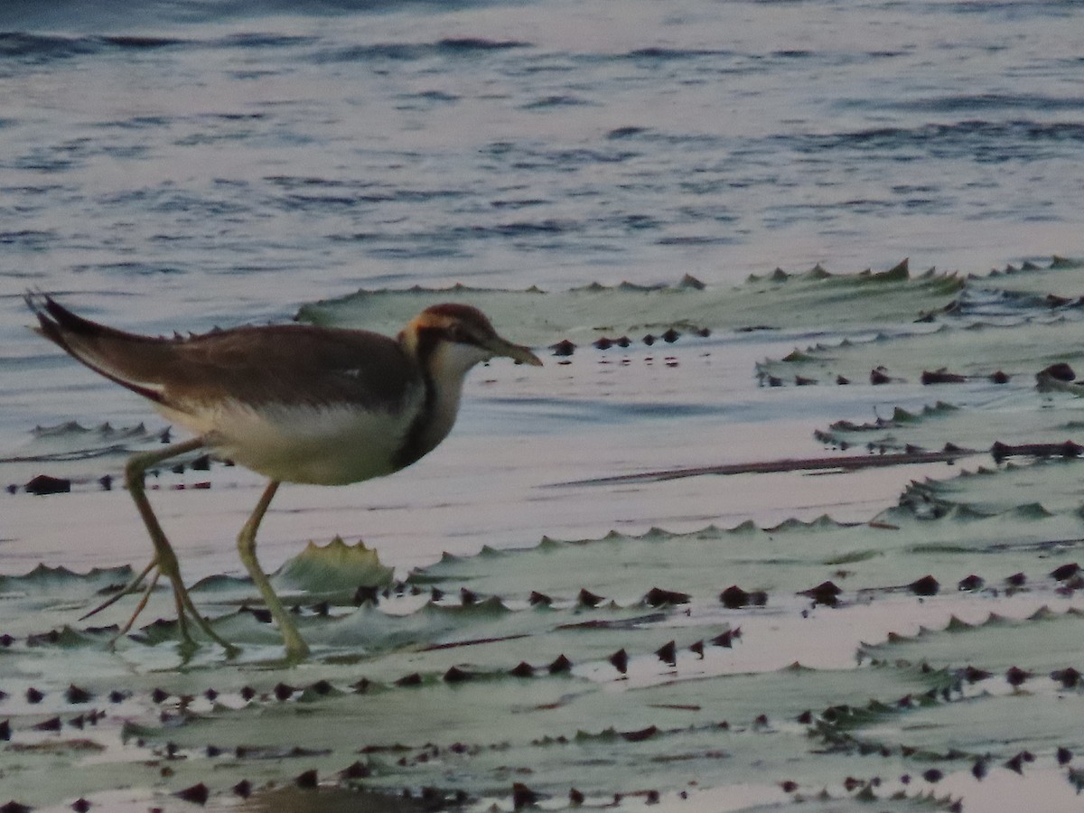 Jacana à longue queue - ML646846836