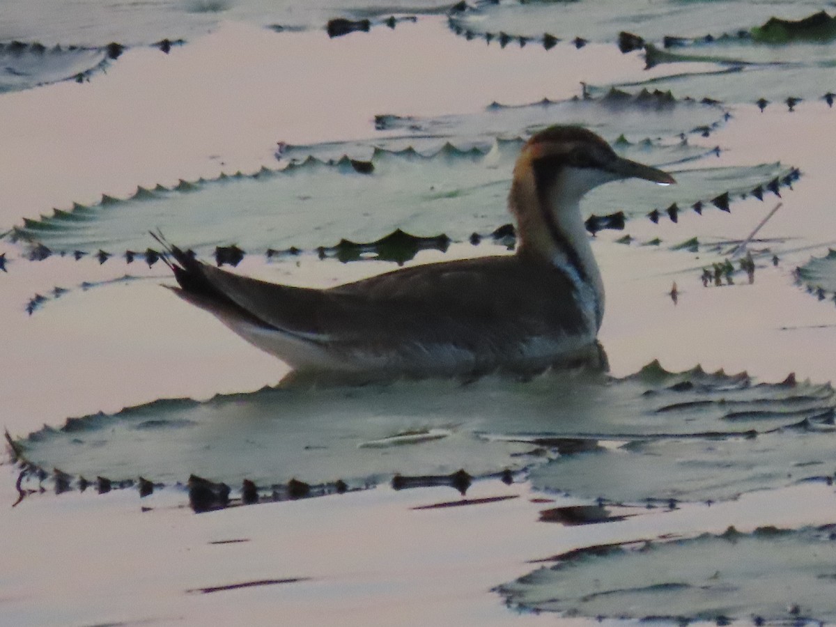 Jacana à longue queue - ML646846837