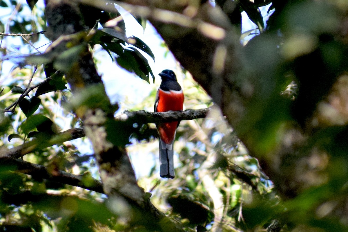 Malabar Trogon - ML646846838