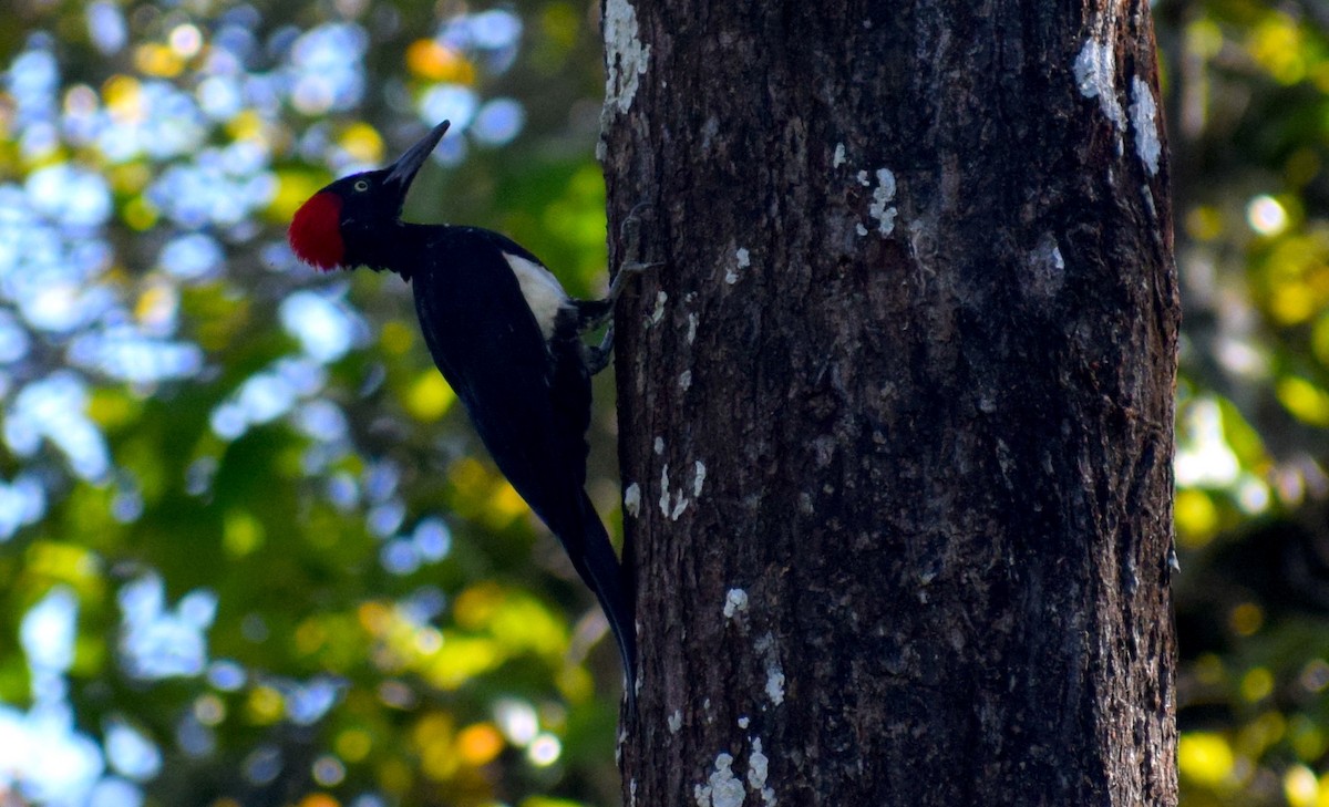 White-bellied Woodpecker - ML646846840