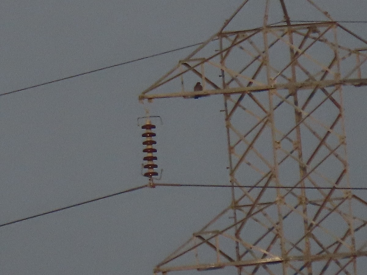 Peregrine Falcon - ML646846842