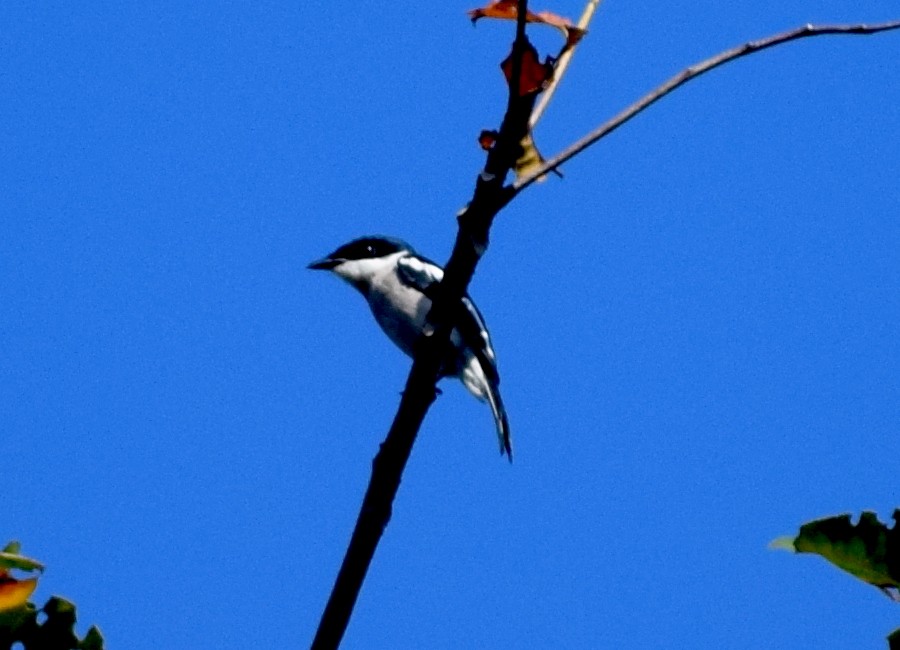 Bar-winged Flycatcher-shrike - ML646846843