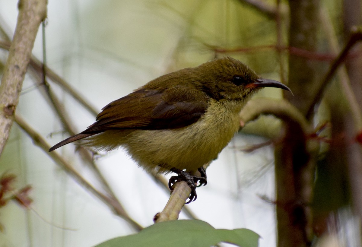 Crimson-backed Sunbird - ML646846844