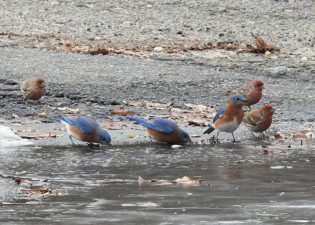 Блакитник східний - ML646846846