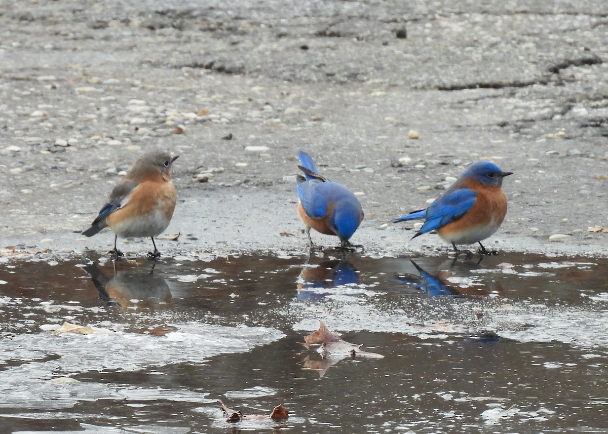 Блакитник східний - ML646846847