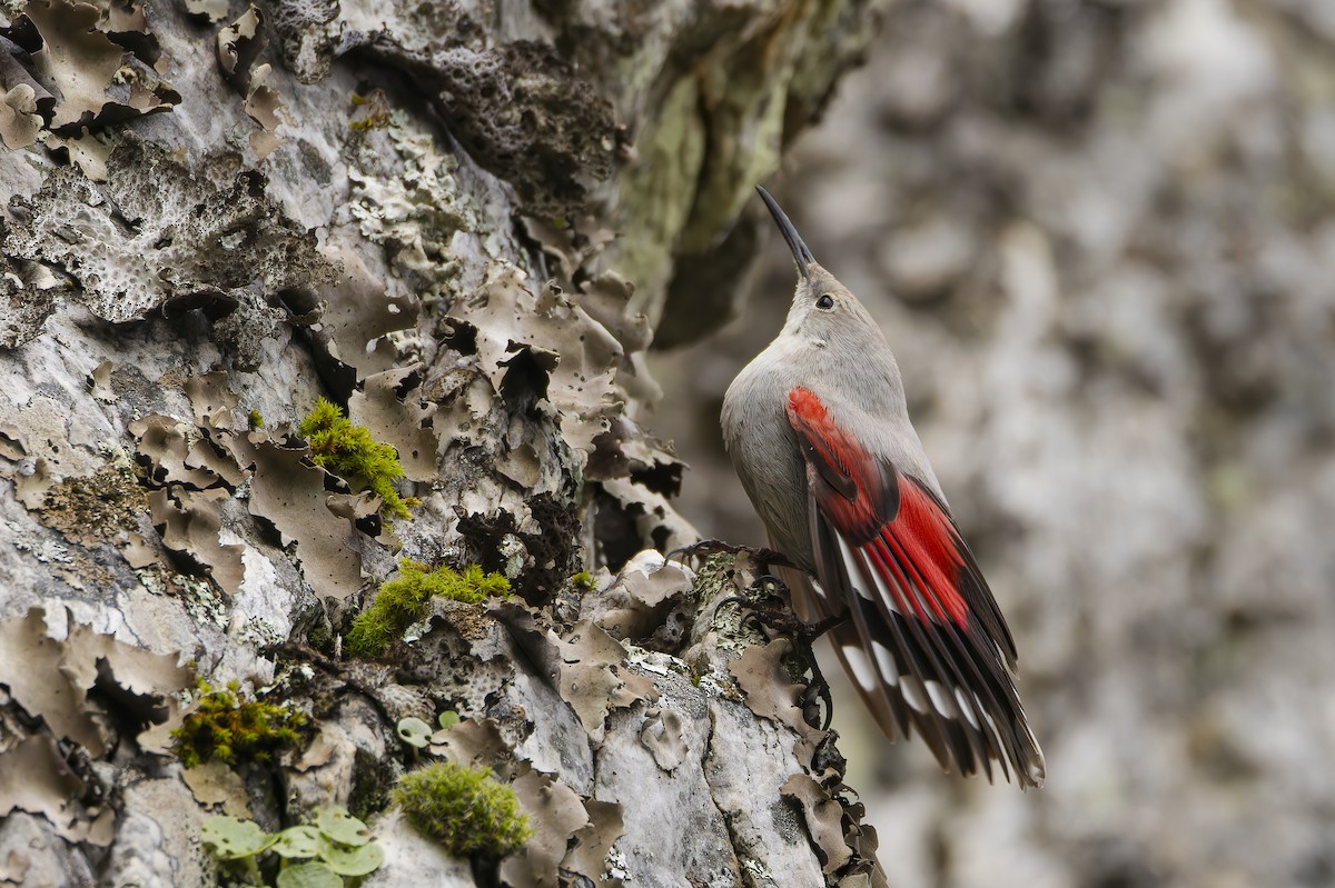 Wallcreeper - ML646846849