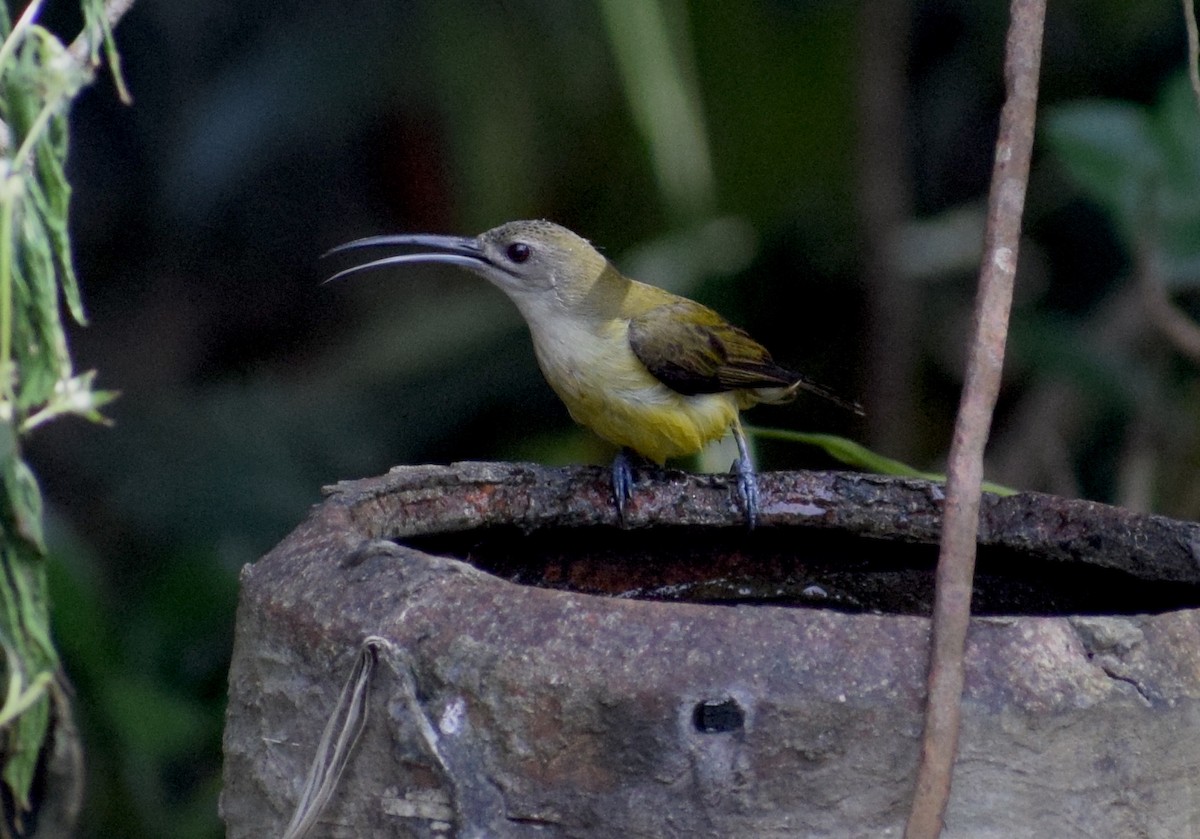 Little Spiderhunter - ML646846851