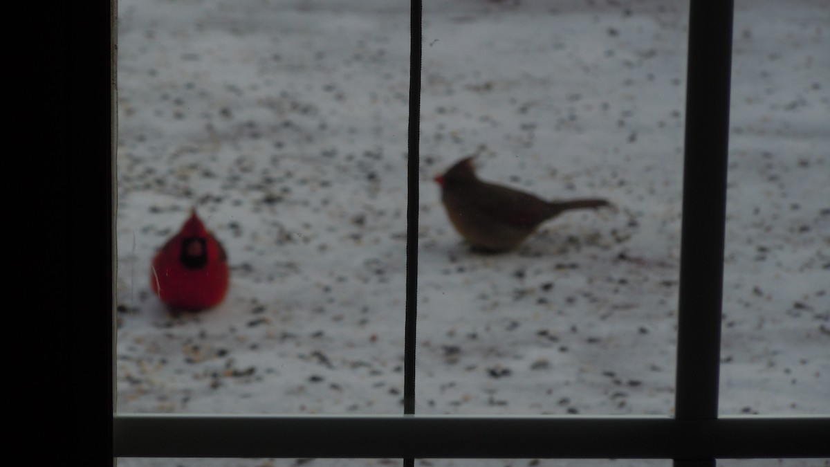 Northern Cardinal - ML646846852