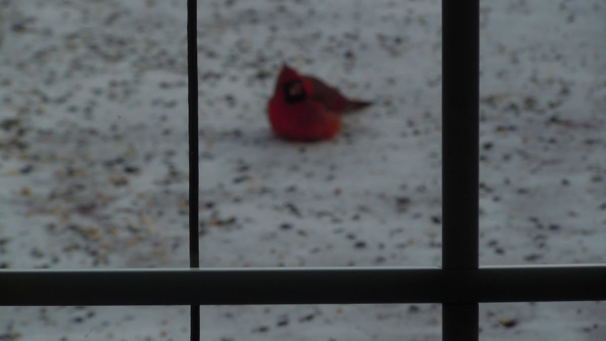 Northern Cardinal - ML646846853