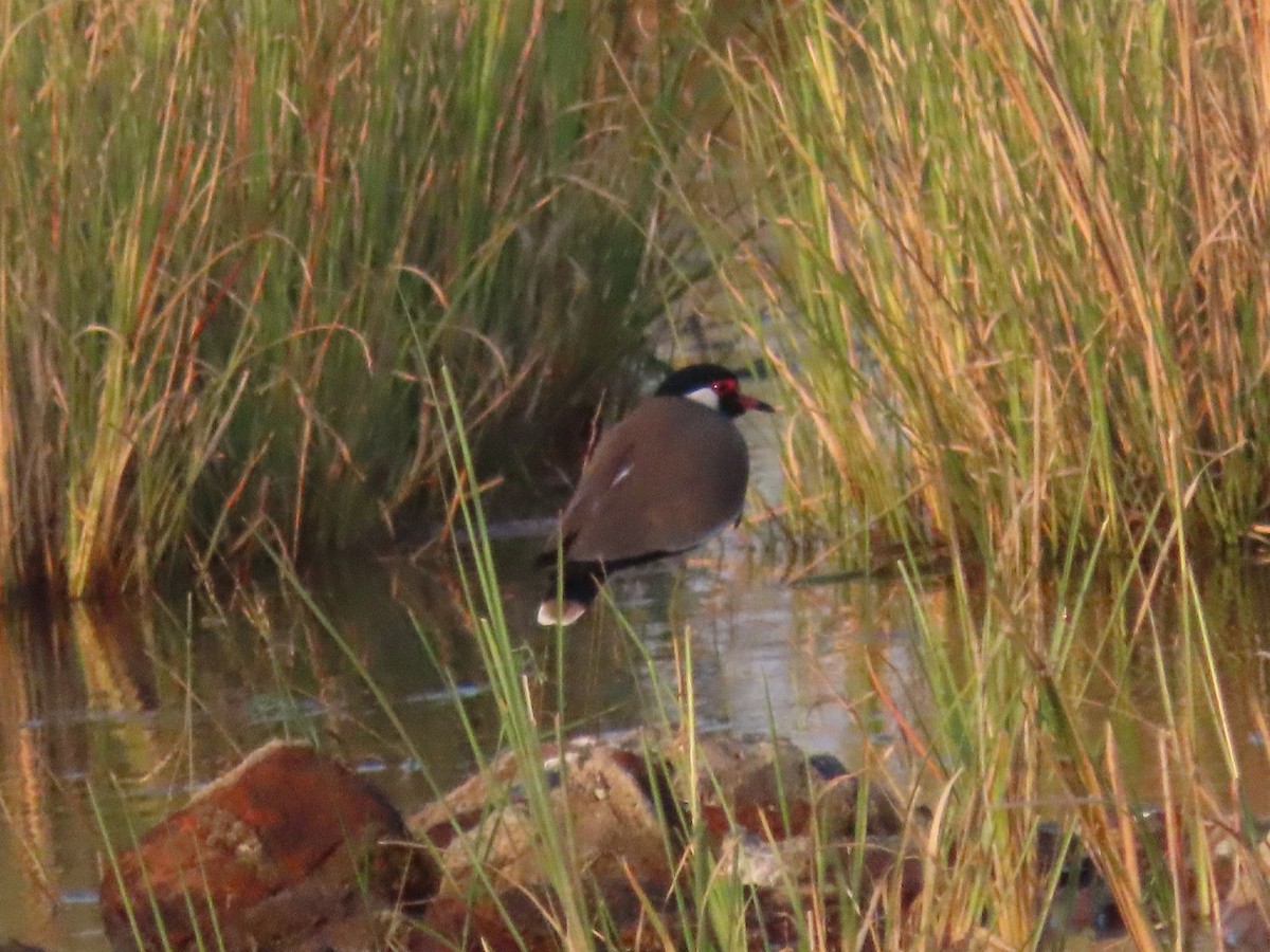Red-wattled Lapwing - ML646846854