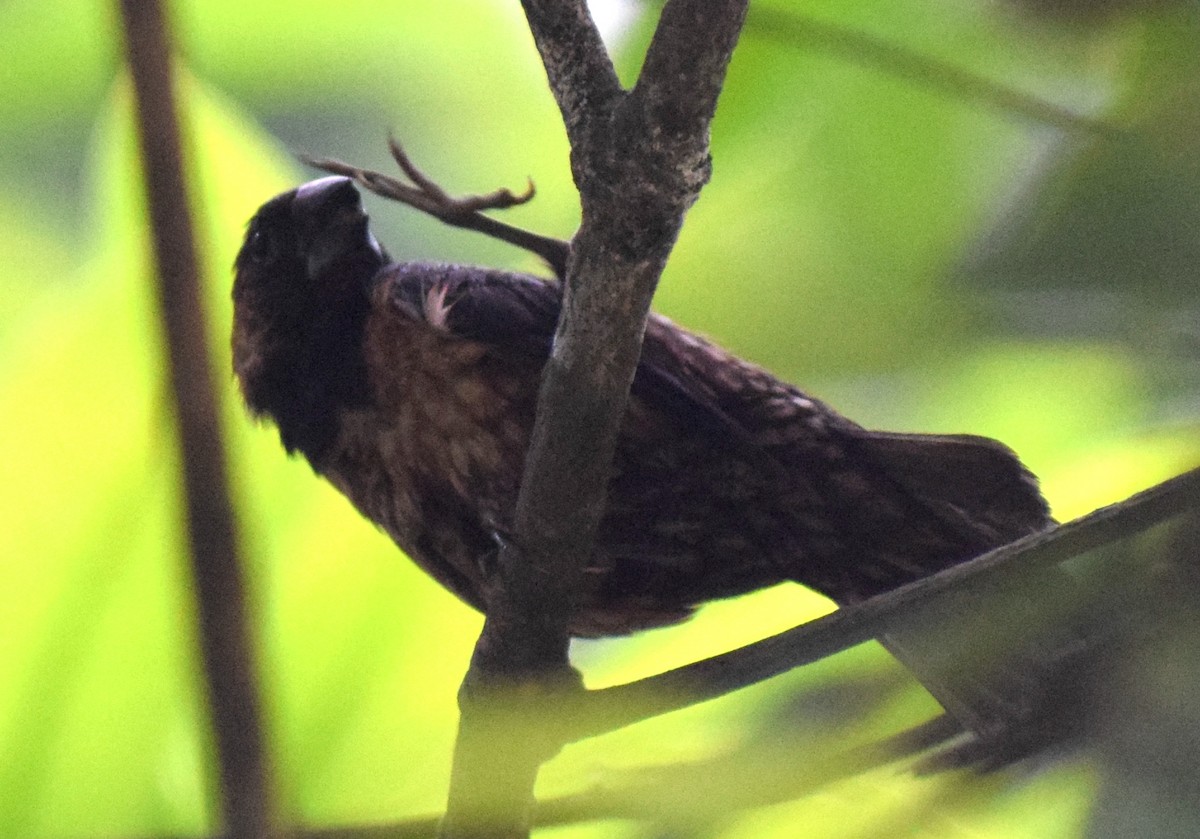 Black-throated Munia - ML646846855
