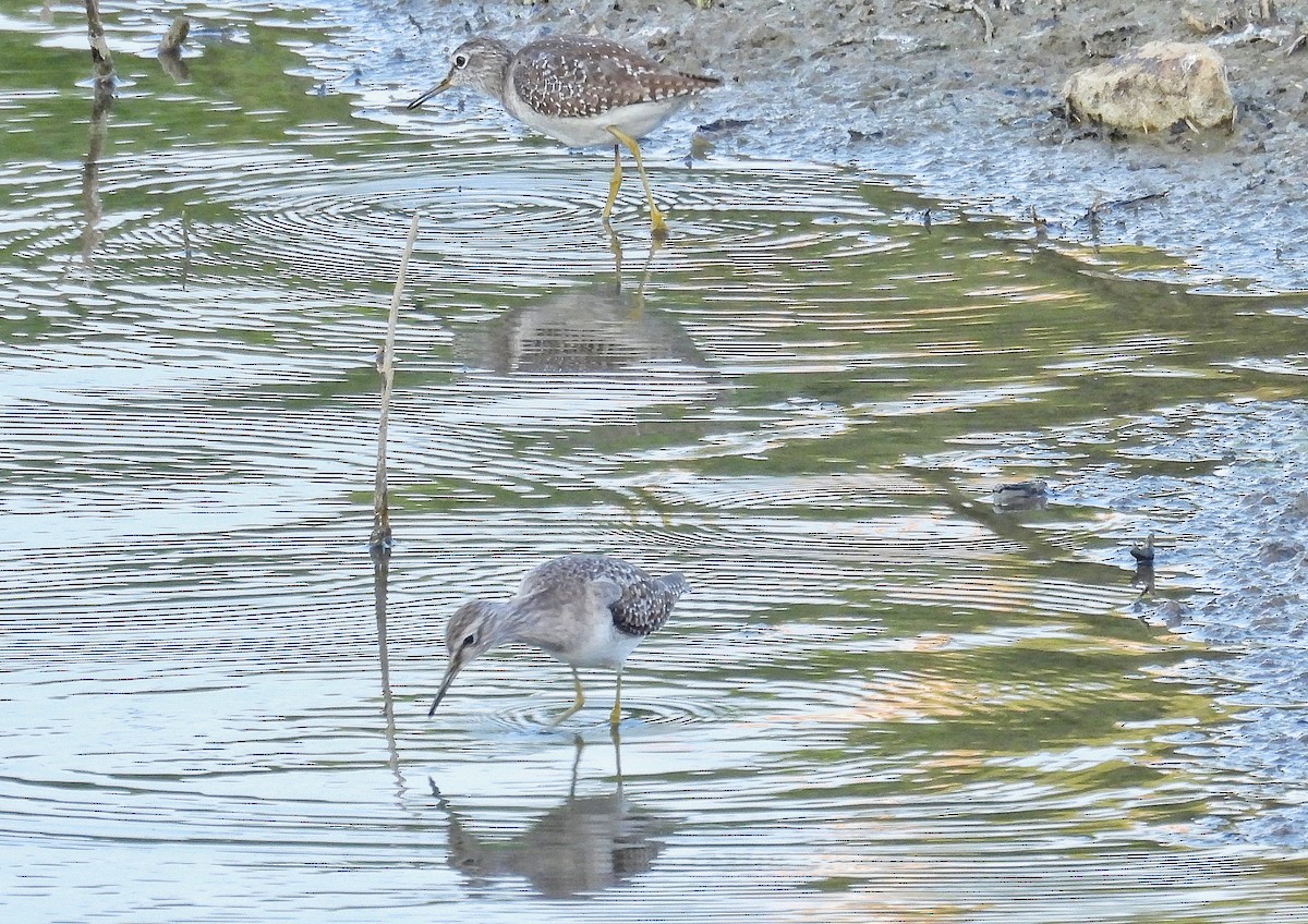 Common Sandpiper - ML646846860